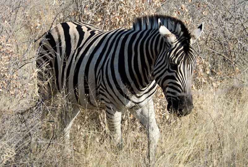 152 - Namibia - cebra - parque nacional de Etosha
